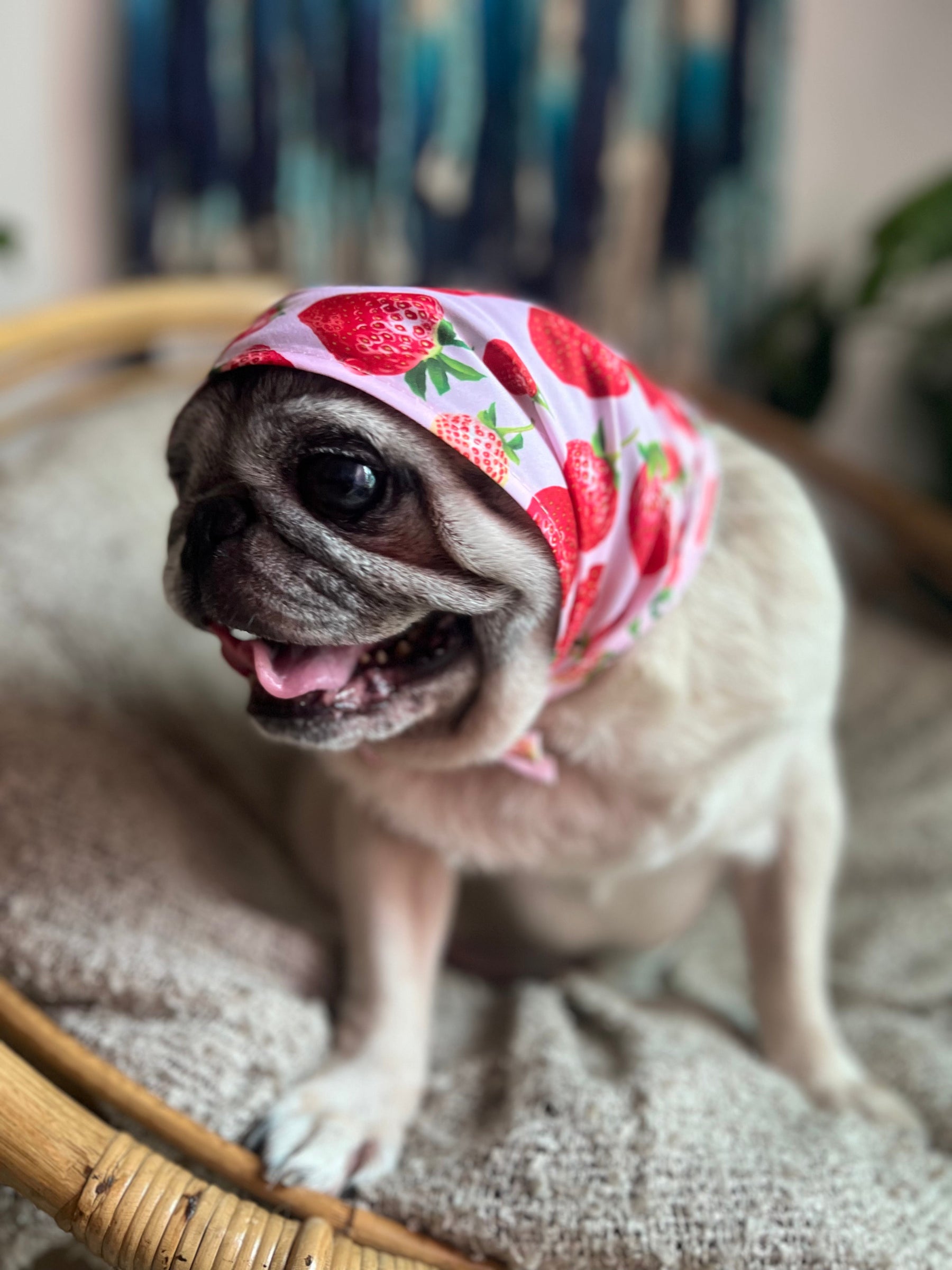 STRAWBERRY KISSES - Premium Accessories from The Pet Station