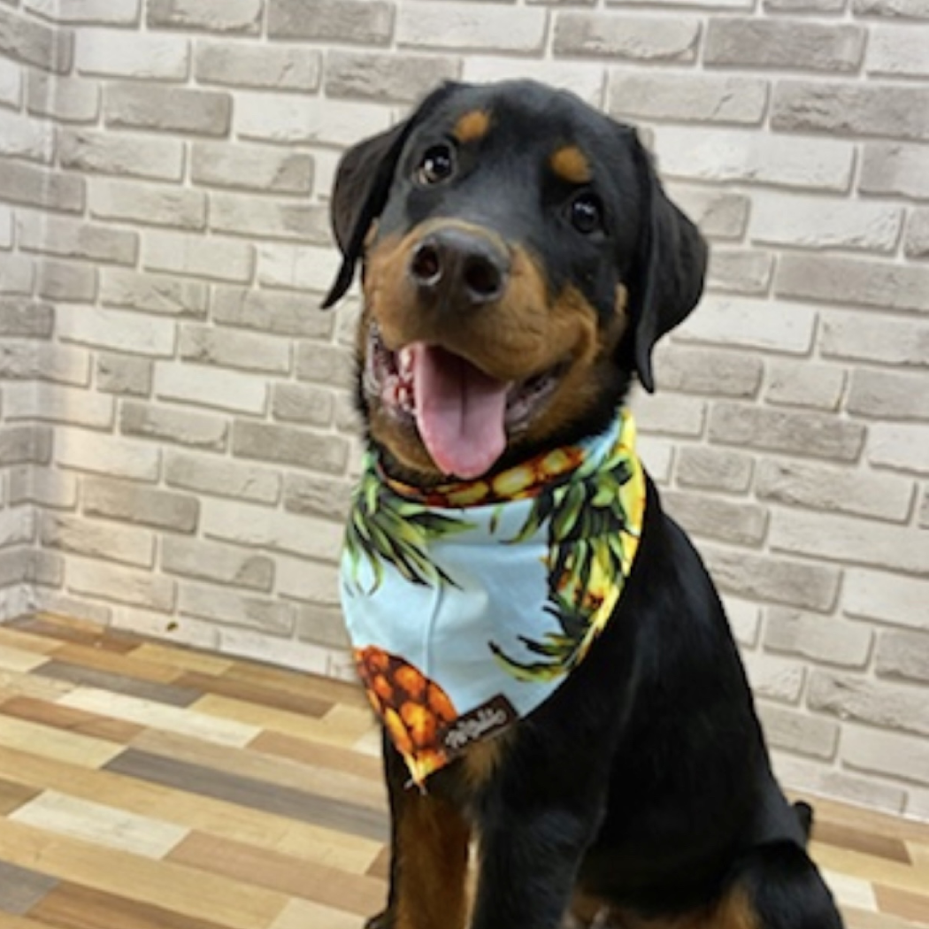 Pineapple Printed Bandana