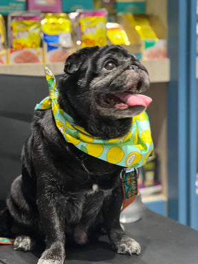 LEMON LOVE BANDANA - Premium Accessories from The Pet Station 