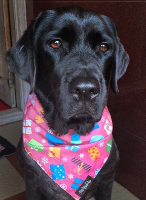 Black dog wearing a colorful bandana indoors