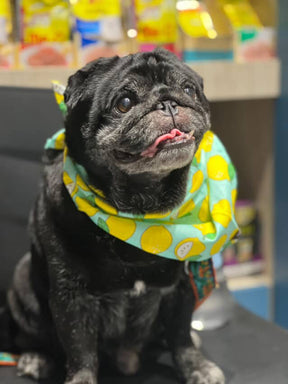 LEMON LOVE BANDANA - Premium Accessories from The Pet Station 