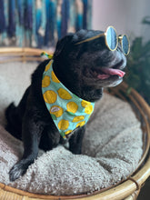 LEMON LOVE BANDANA - Premium Accessories from The Pet Station 