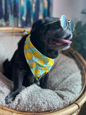 LEMON LOVE BANDANA - Premium Accessories from The Pet Station 
