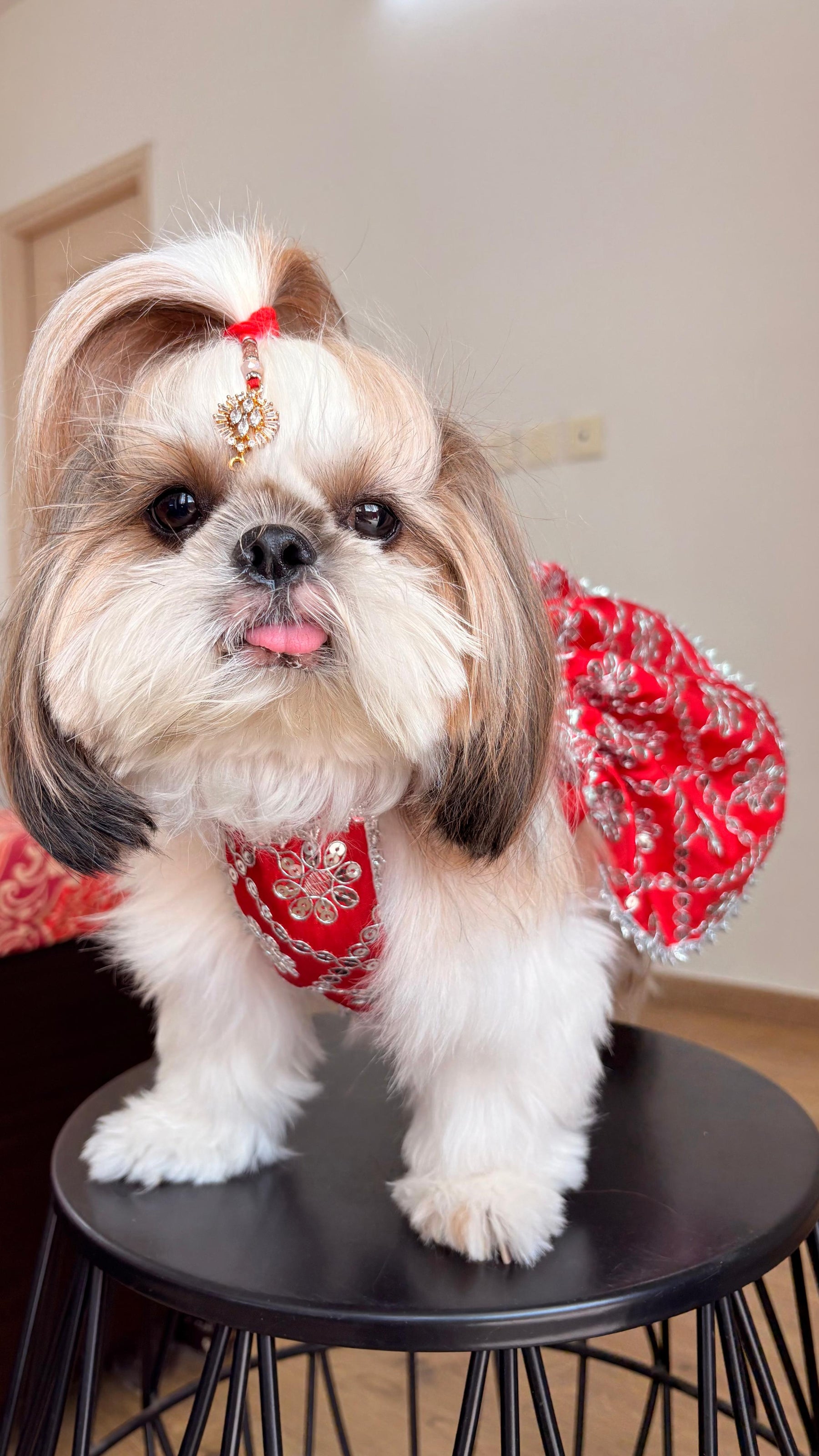 Sparkle Festive Pet Lehengas