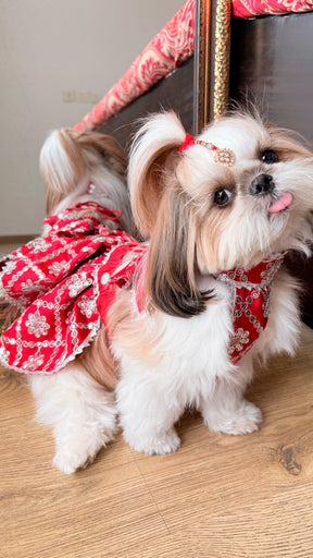 Sparkle Festive Pet Lehengas